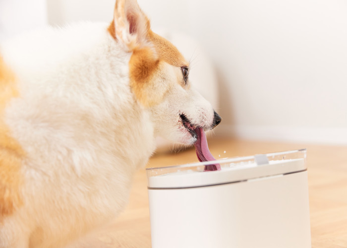 Pet Fountain