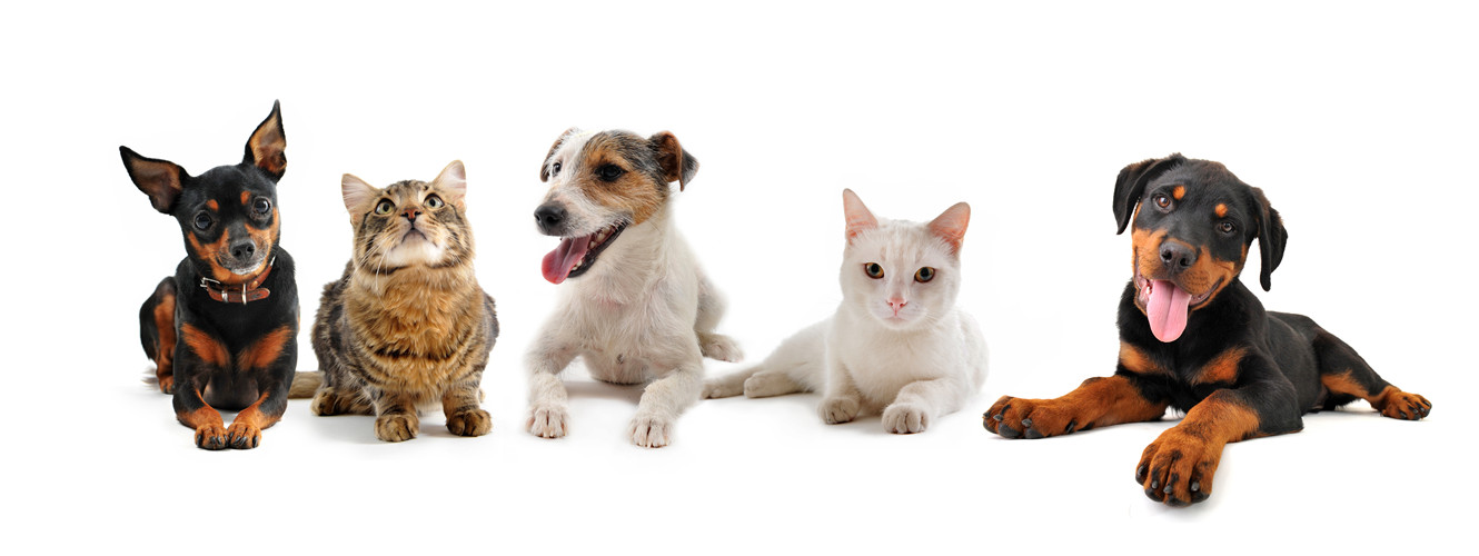 Pet products for dog and cat